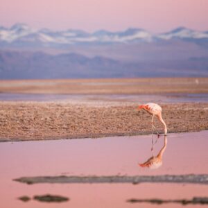 Atacama 2026
